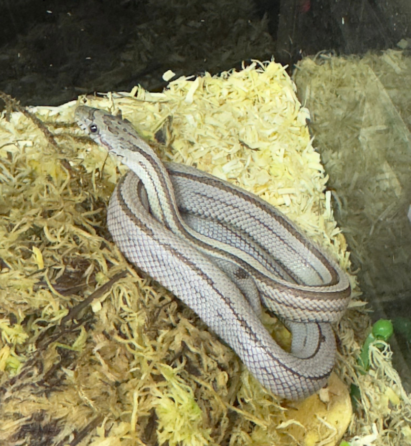 CB25 Anerythristic Stripe Corn Snake (Female)