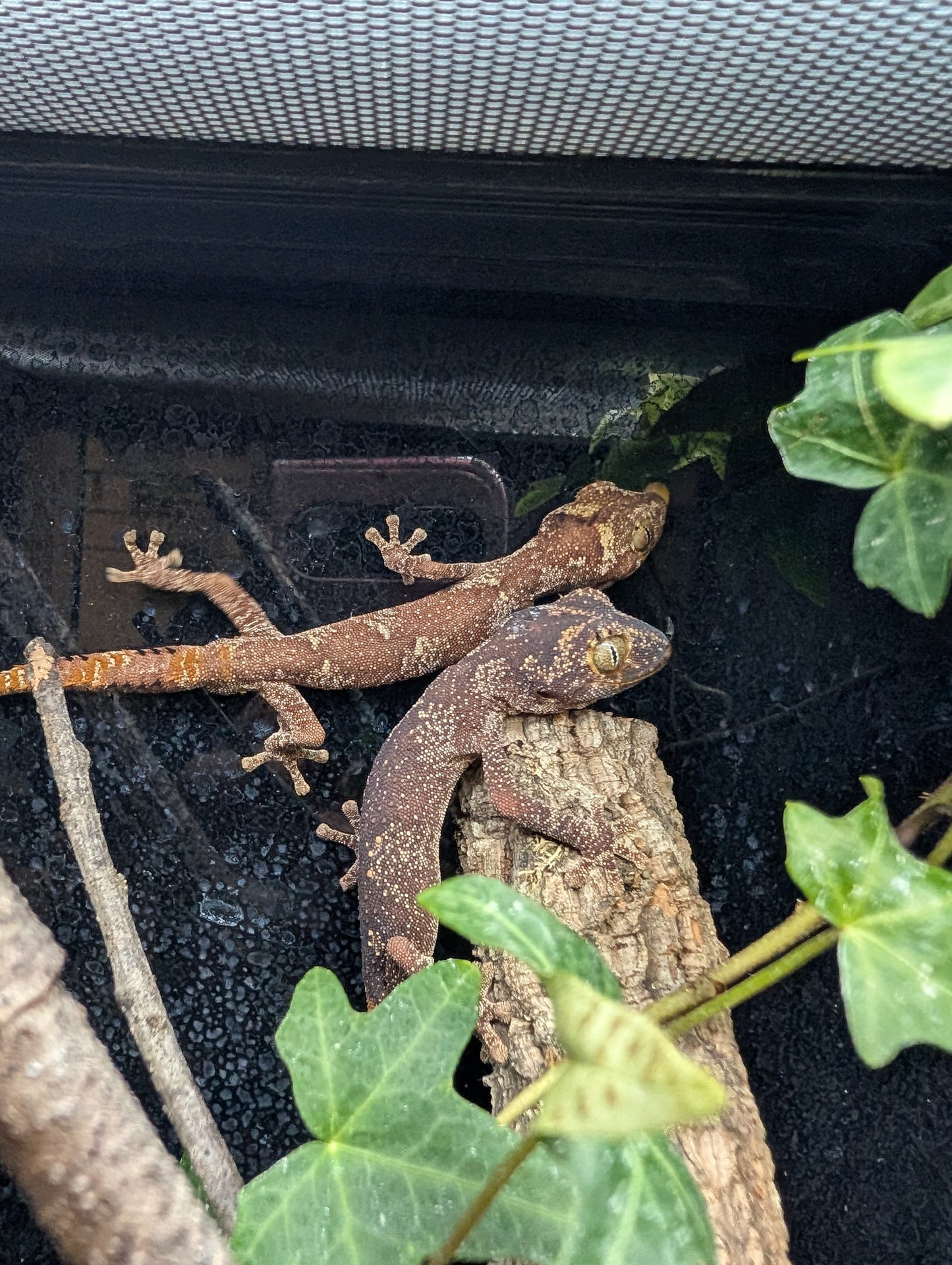 CB23 Northern spiny-tailed gecko 1.1 Pair