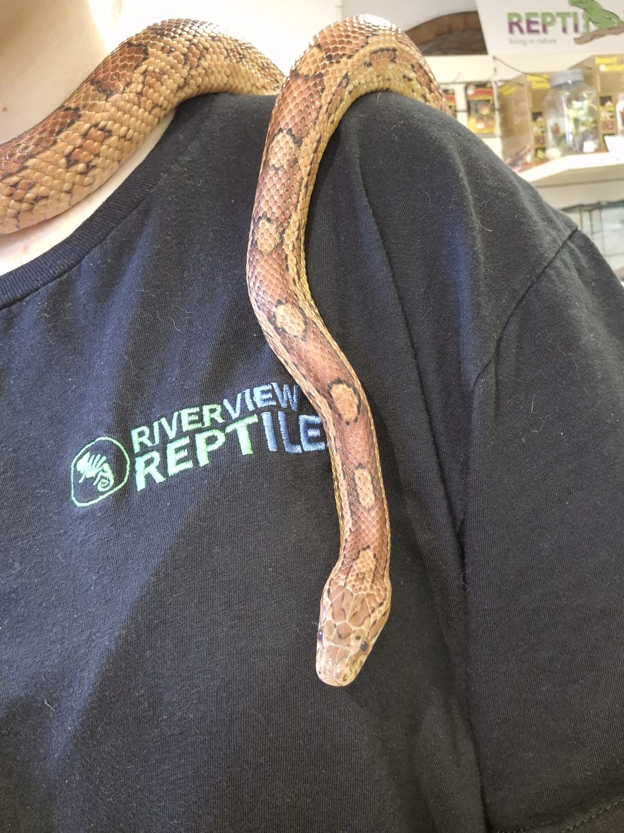 'Toast' REHOMER CB Corn Snake