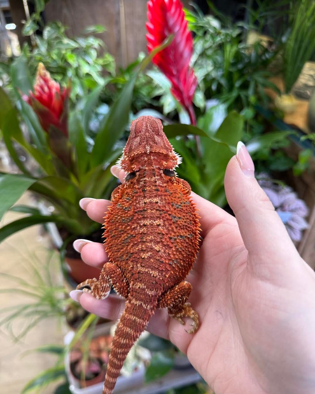 Bearded Dragon, 50% Red Monster 50% Spanish Red