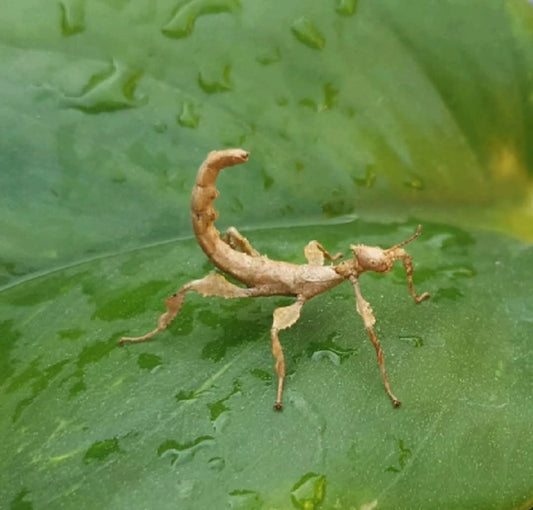 Macleays Spectre Stick Insect (Extatosoma tiaratum - psg9)