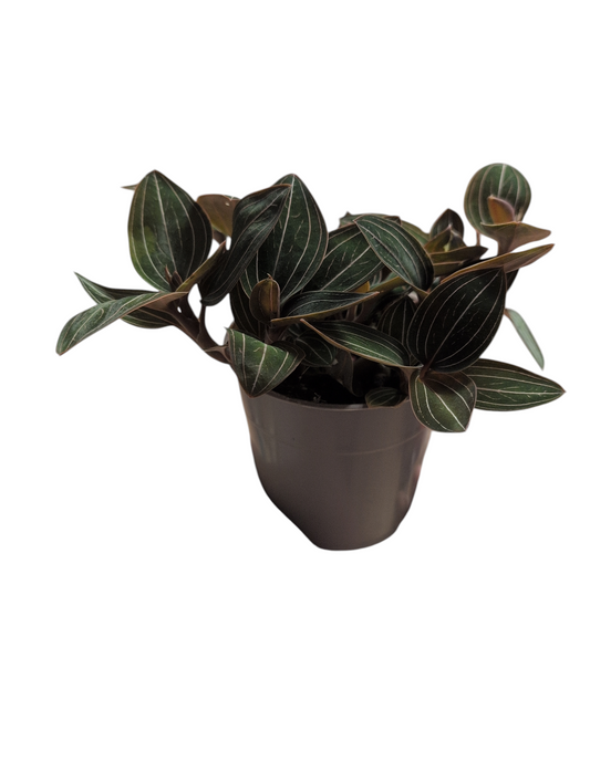 Ludisia discolor 12cm- Black Jewel Orchid