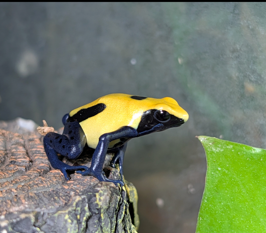 Dendrobates tinctorious "Citronella"