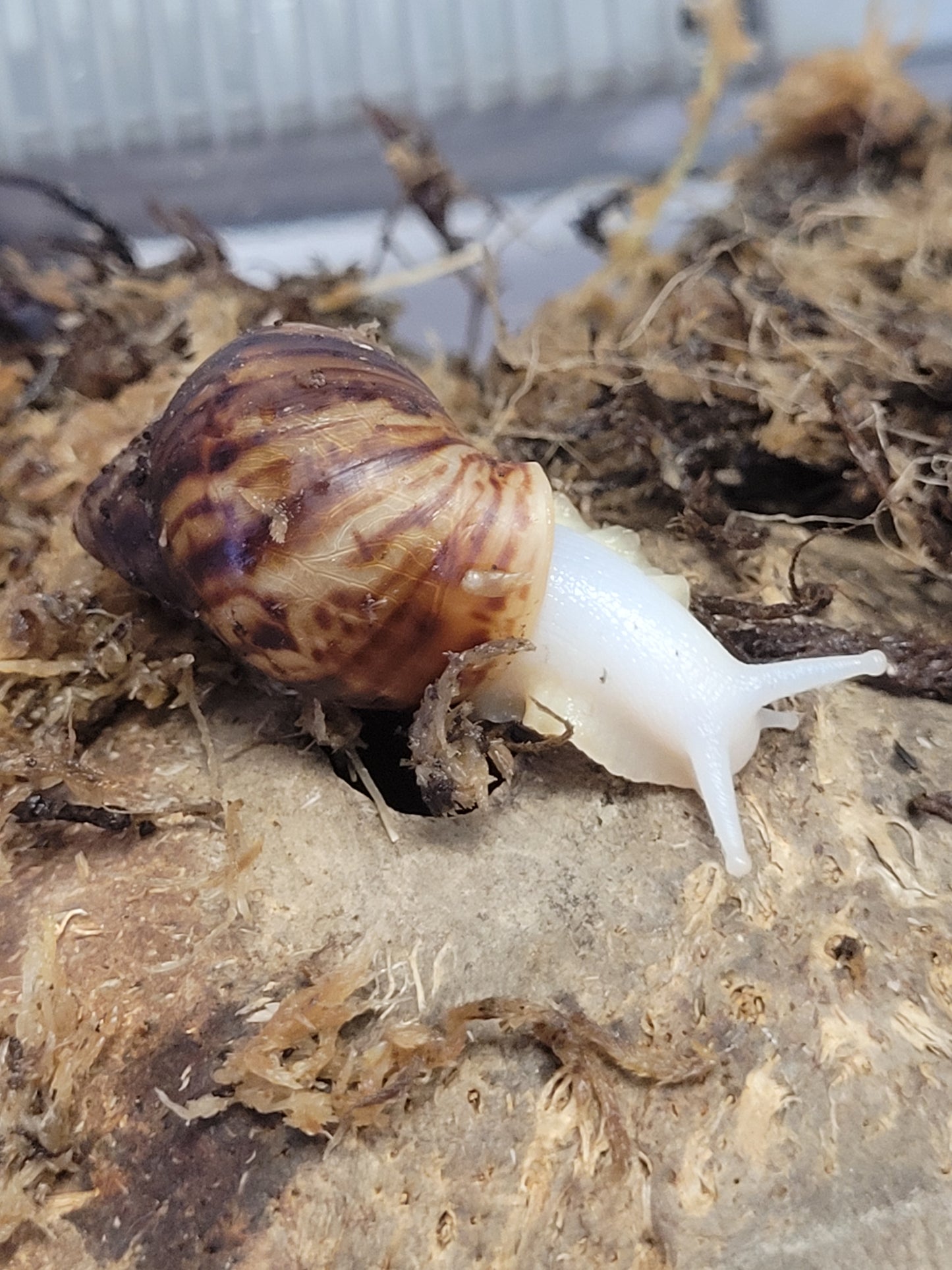 Giant African Land Snail- Achatina fulica