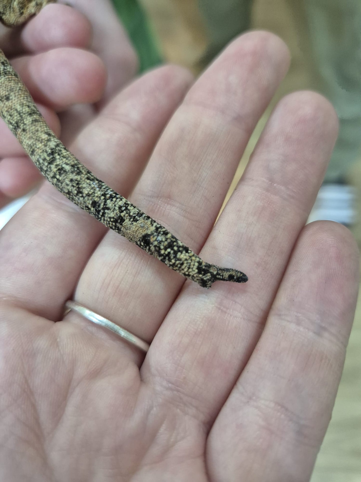 CB Gargoyle Geckos Adult Female.