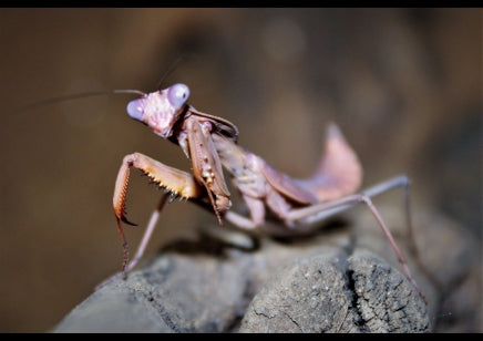 Big Chocolate Mantis- Tamalonica tamohana