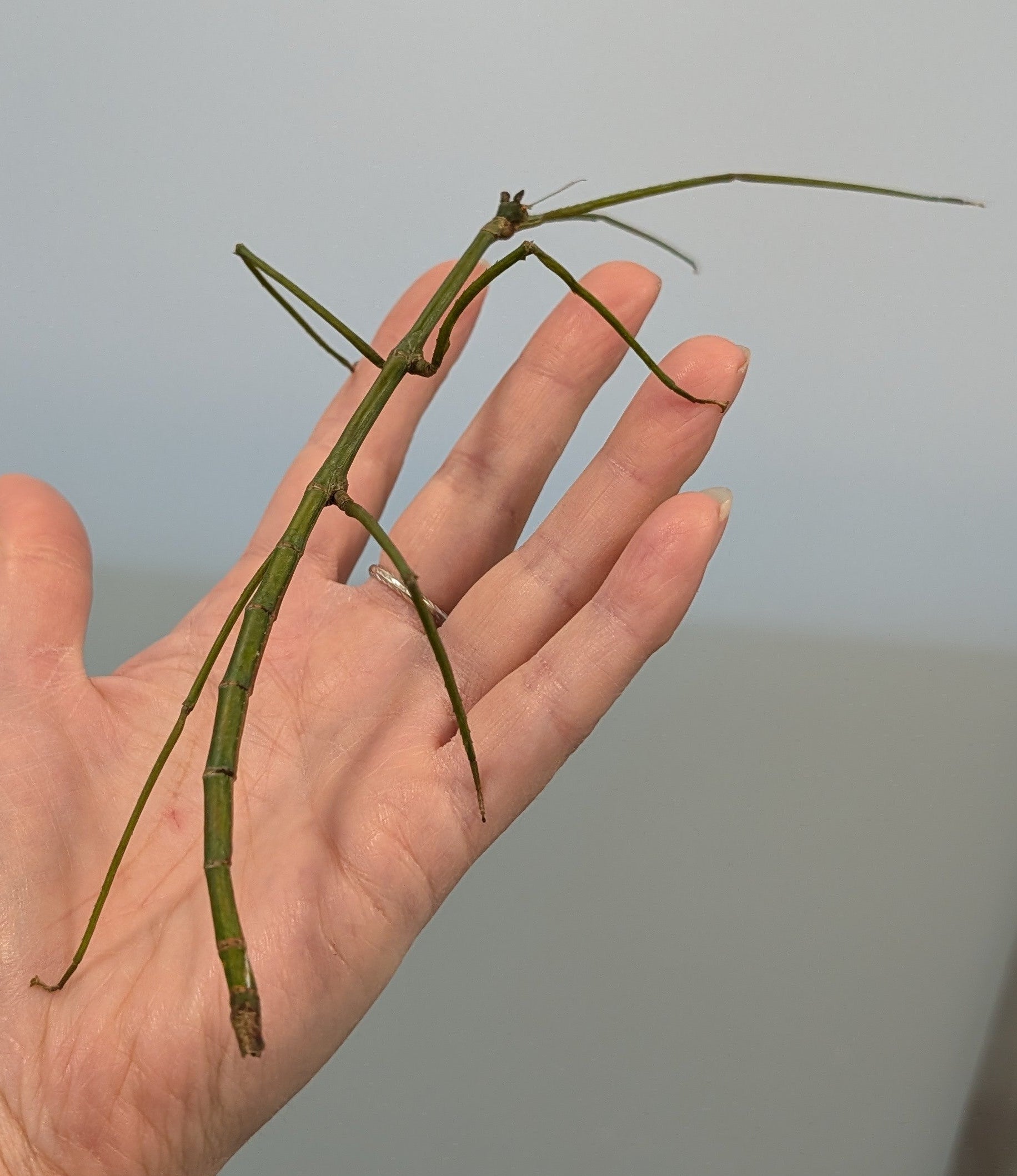 Stick Insecta Tom's Stick Insect - Ramulus nematodes – Riverview Reptiles