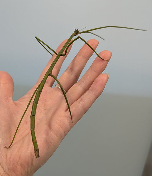 Tom's Stick Insect - Ramulus nematodes