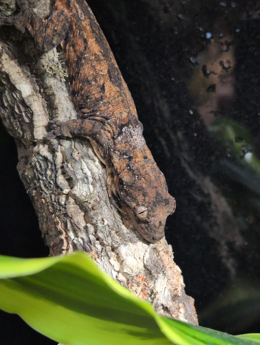 CB25 Mainland Mossy Gecko- Mniarogekko chahoua