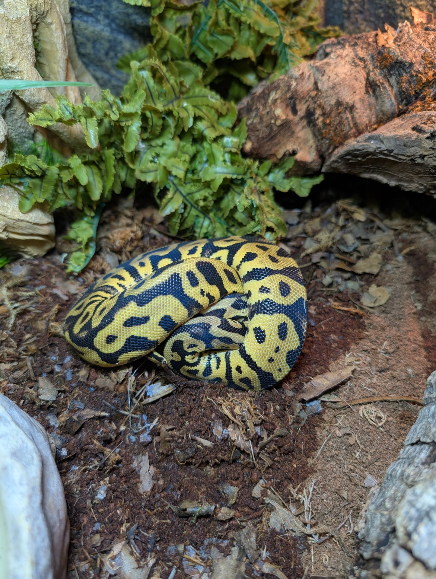 Pastel Leopard Royal Python Male- Python regius **READY SOON**