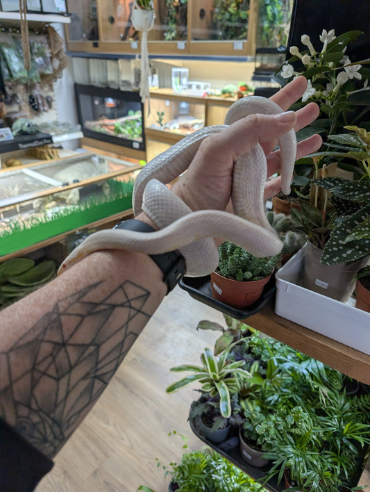 REHOMER Snow Corn Snake