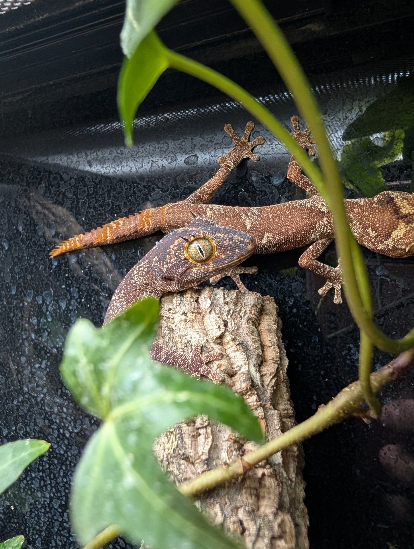 CB23 Northern spiny-tailed gecko 1.1 Pair