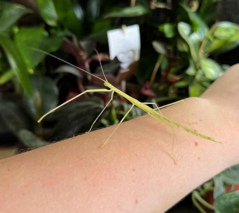 Pink Winged Stick Insect (Sipyloidea sipylus)