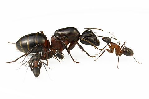 Camponotus ligniperda