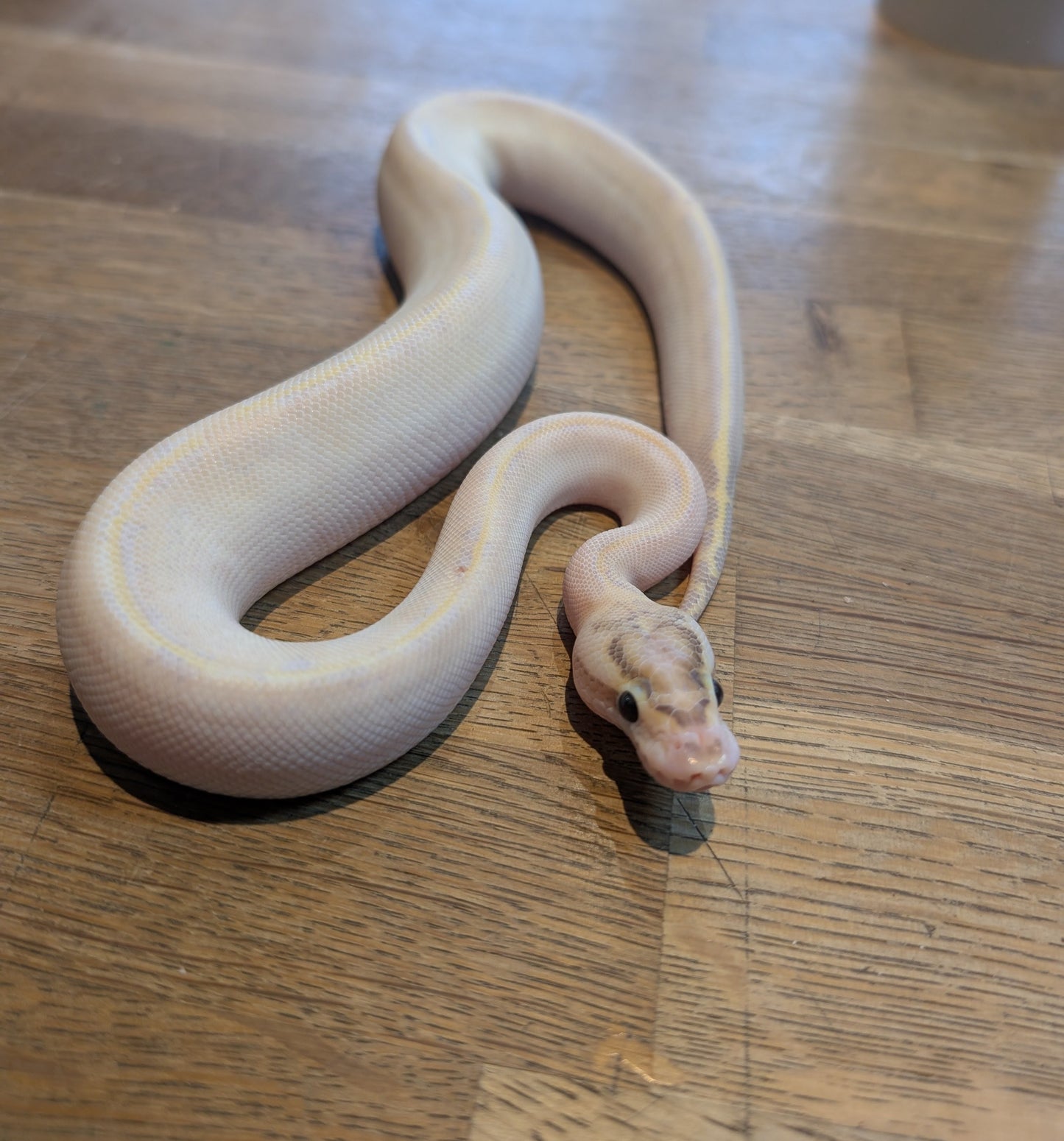 CB25 Female Ivory Royal Python- Python Regius