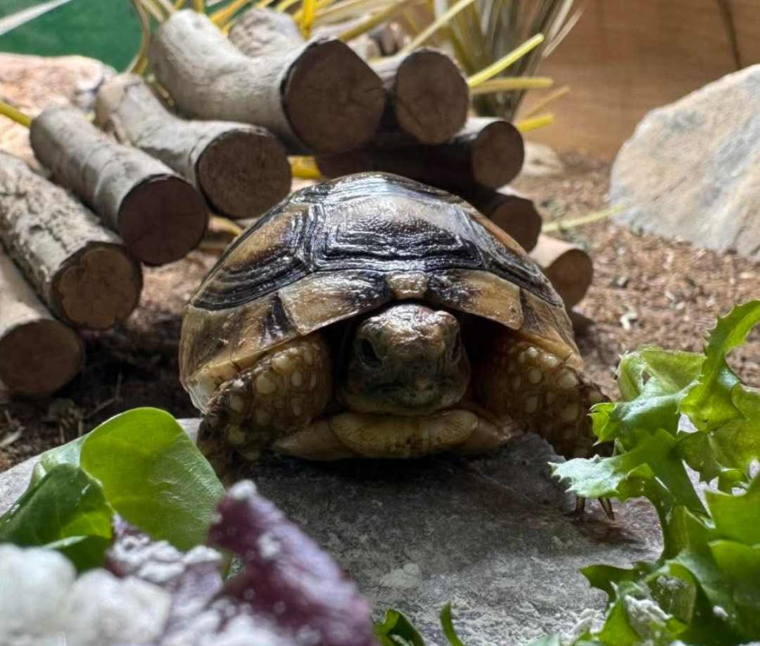 CB24 Marginated Tortoise