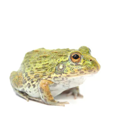 African Bullfrog- Pyxicephalus adspersus