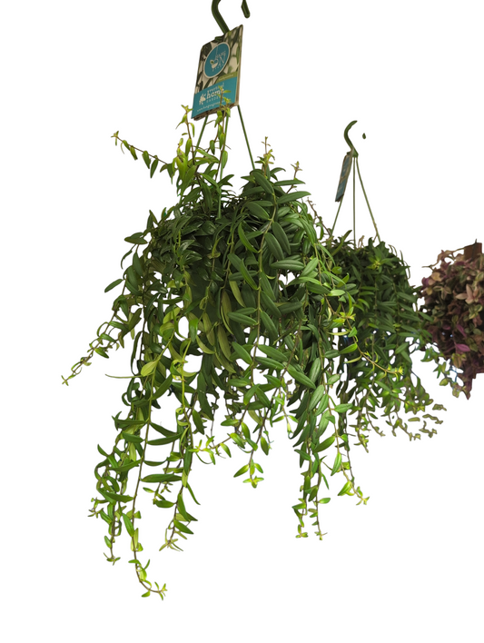 Lipstick Plant Hanging- Aeschyanthus jaohrolepsis