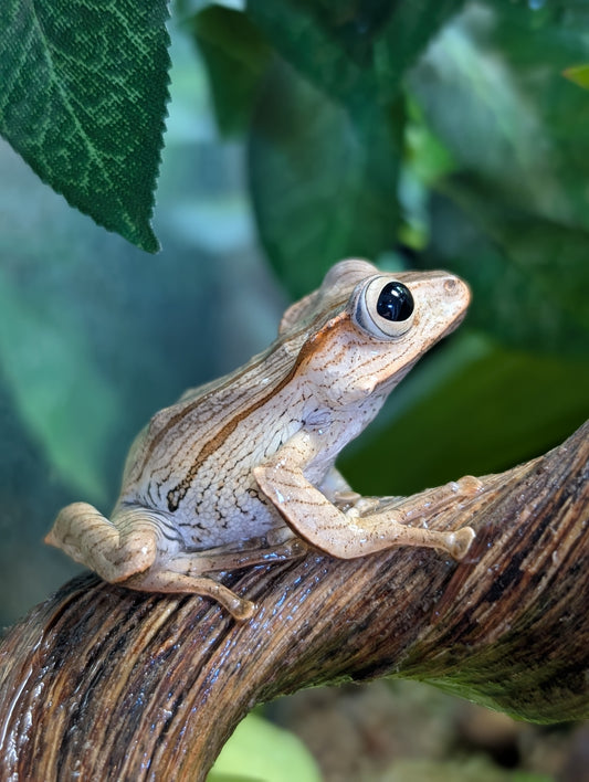 File Eared Tree Frog