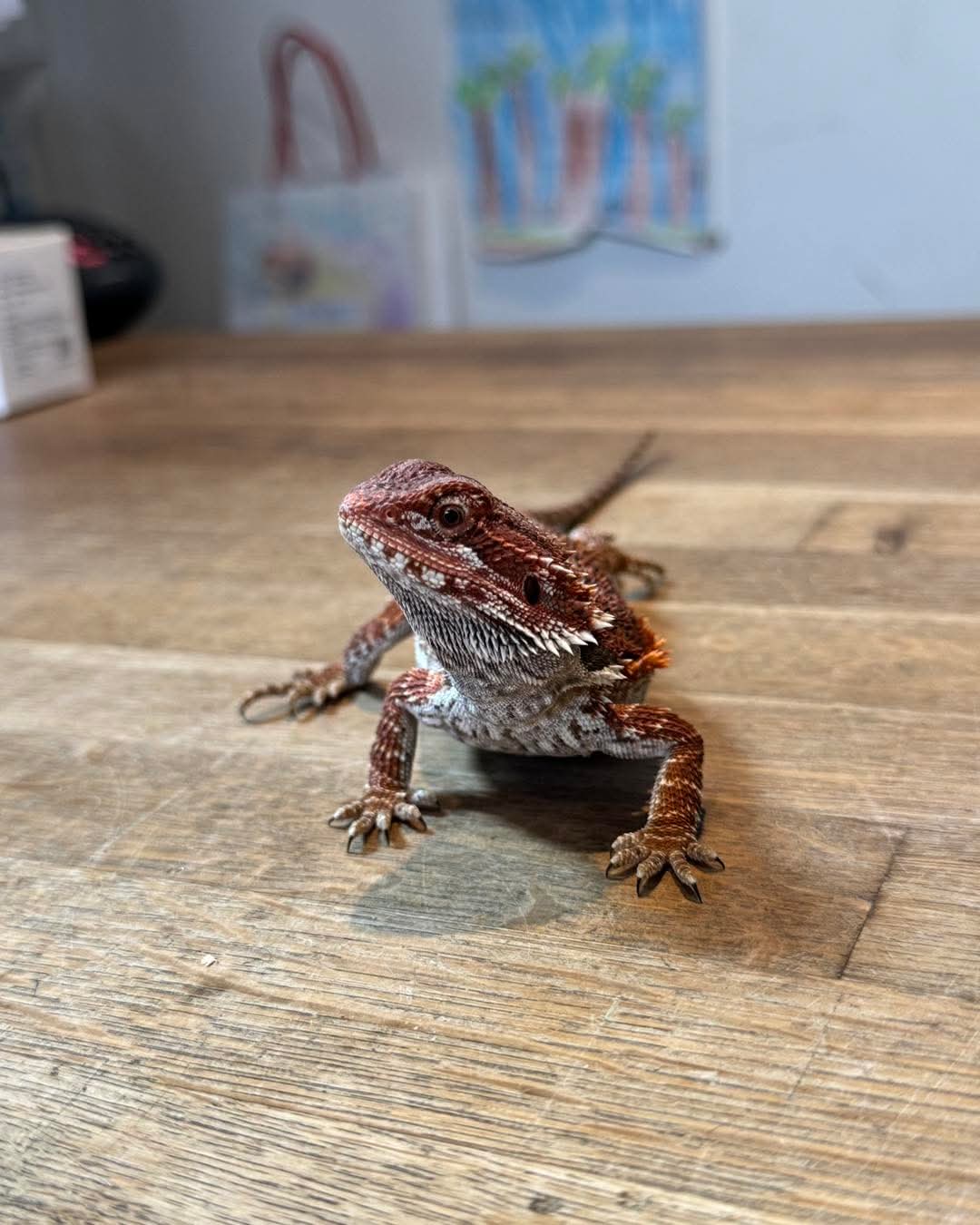 Bearded Dragon, 50% Red Monster 50% Spanish Red