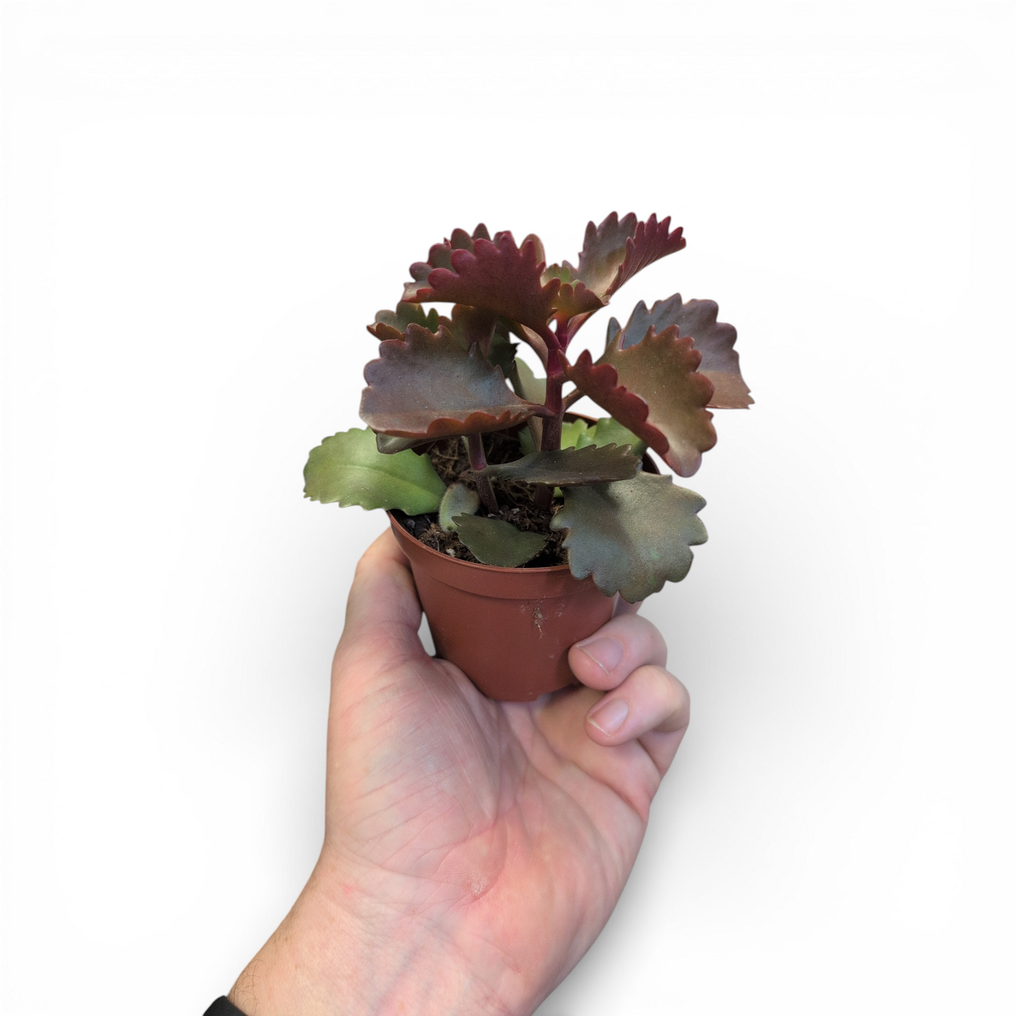 Kalanchoe sexamgularis