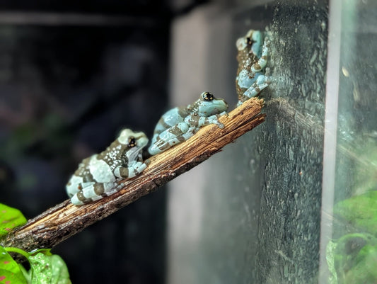 Amazon Milk Frogs- Trachyceohalus resinifictrix