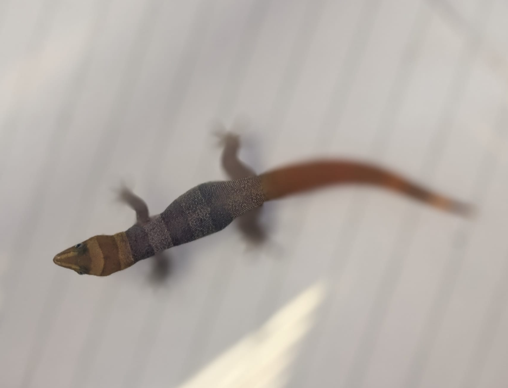 CB26 Cuban Broad-Banded Gecko (Sphaerodactylus torrei)