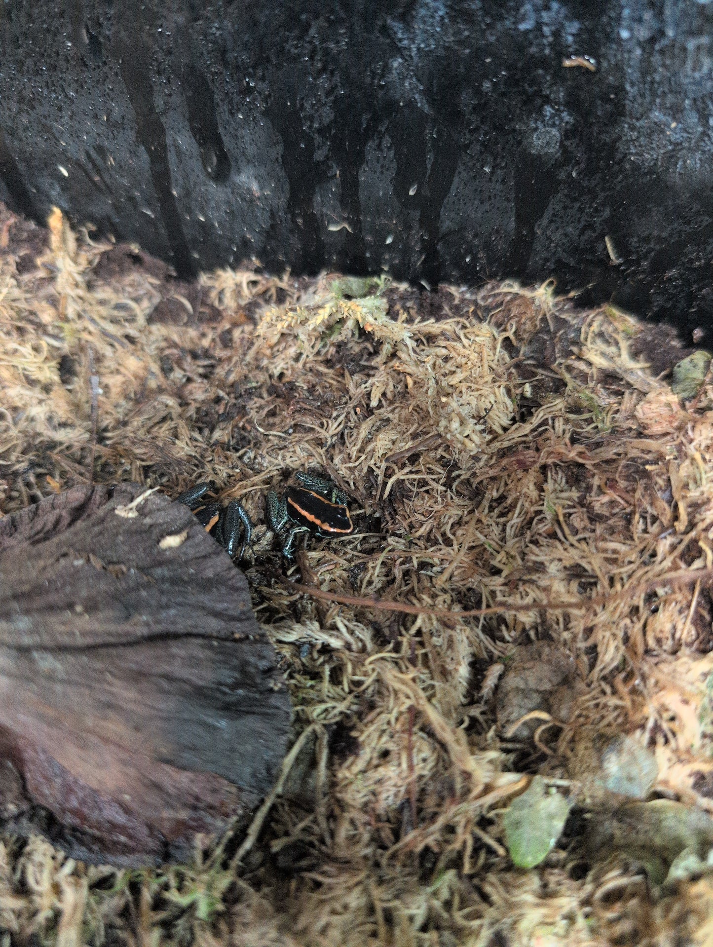 Golfodulcean Dart Frogs Phyllobate vittatus