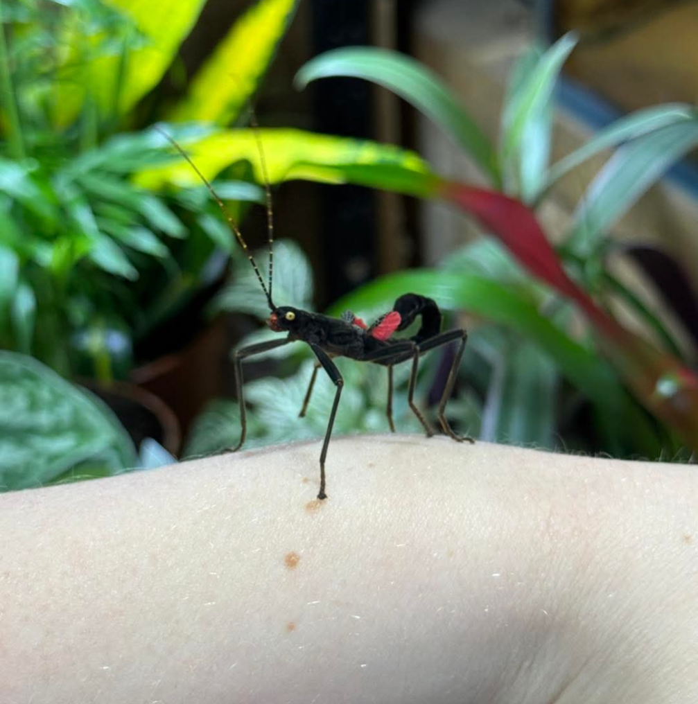 Black Beauty Stick Insects- Peruphasma schiltei