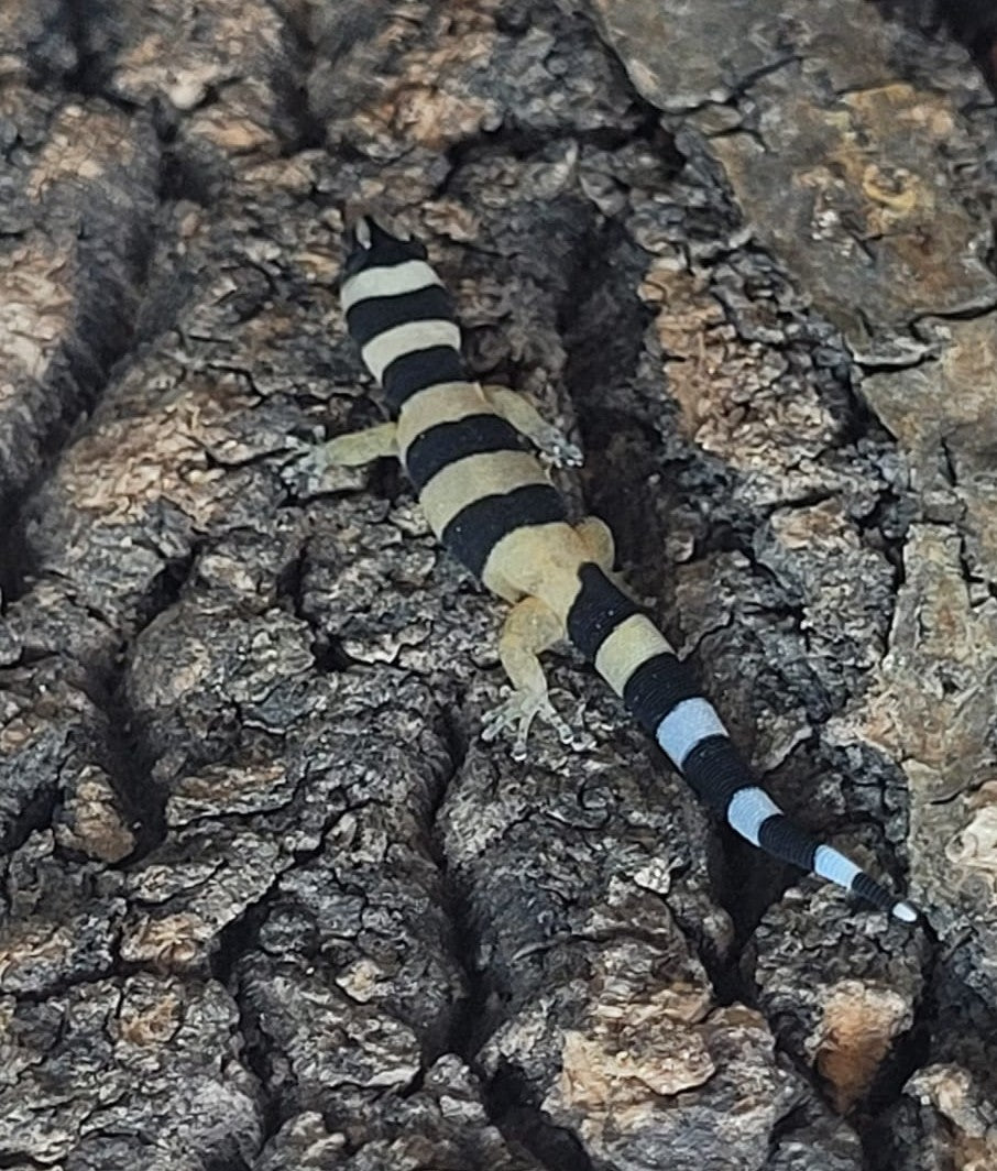 CB26 Cuban Broad-Banded Gecko (Sphaerodactylus torrei)