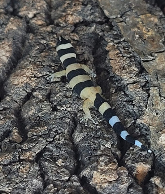 CB26 Cuban Broad-Banded Gecko (Sphaerodactylus torrei)