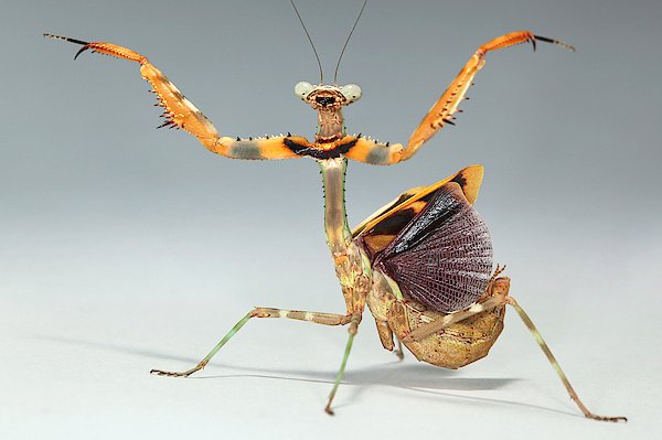 Budwing Mantis- Paraphendale affinis