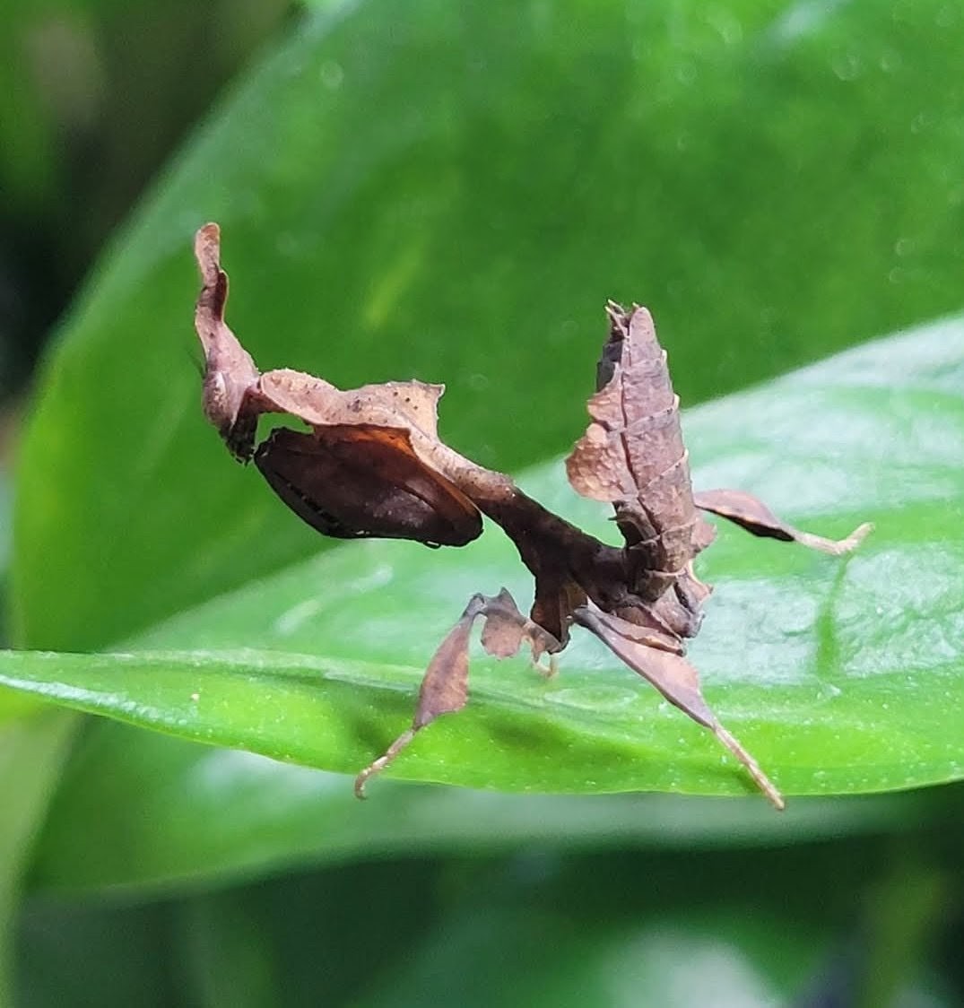 Mantis/Stick Insect Kit
