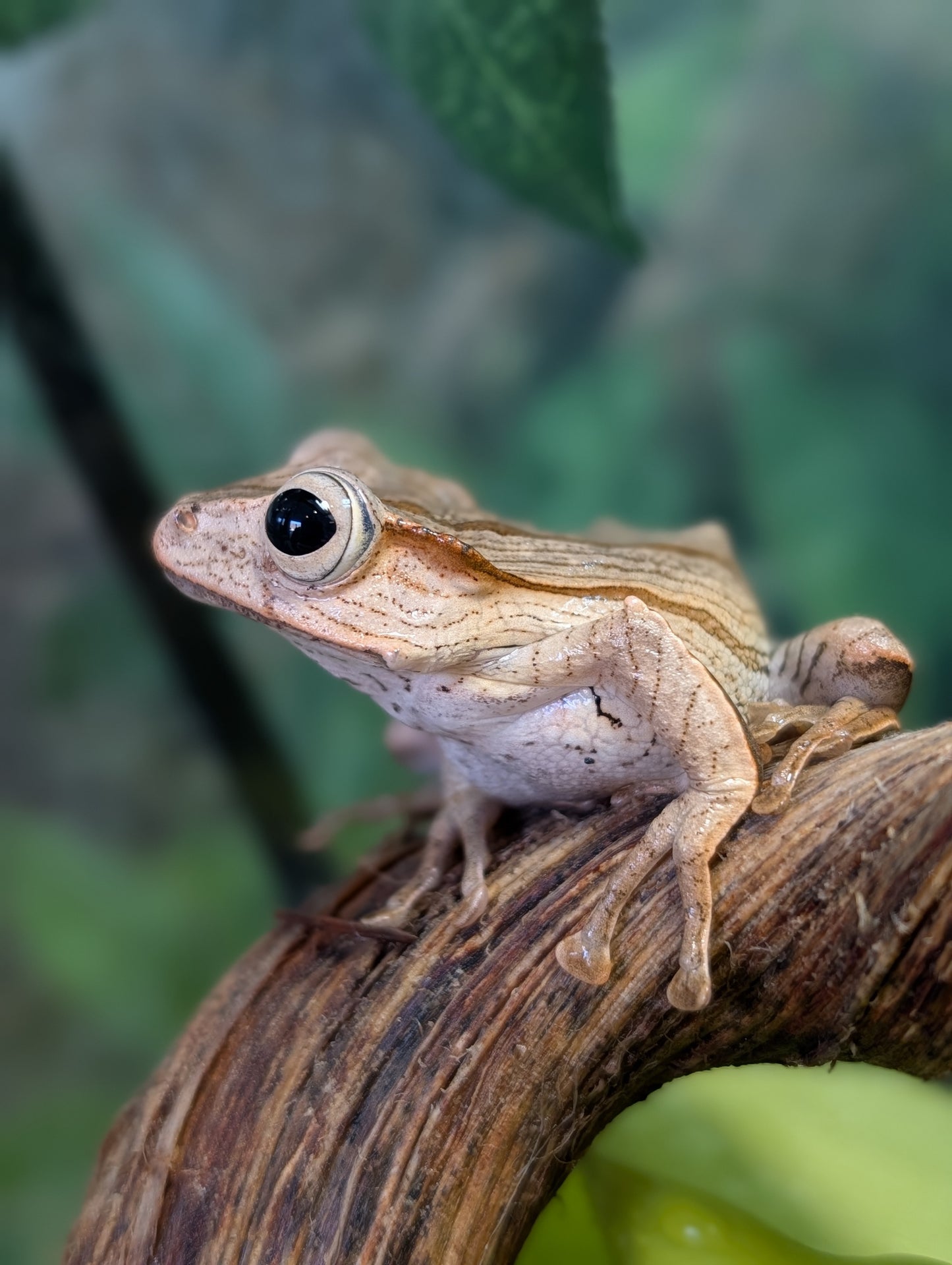 File Eared Tree Frog