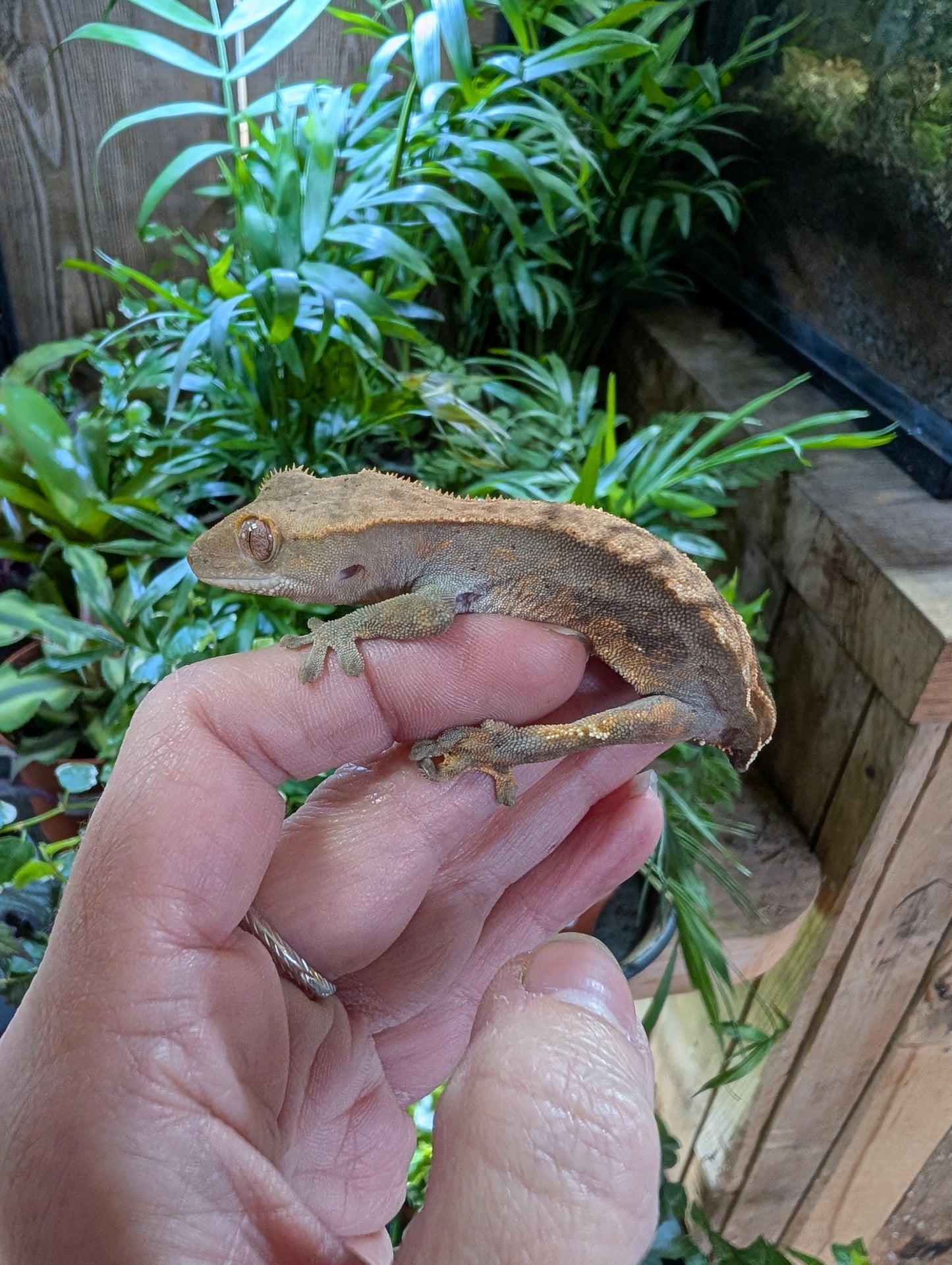Rehomer CB25 Crested Gecko