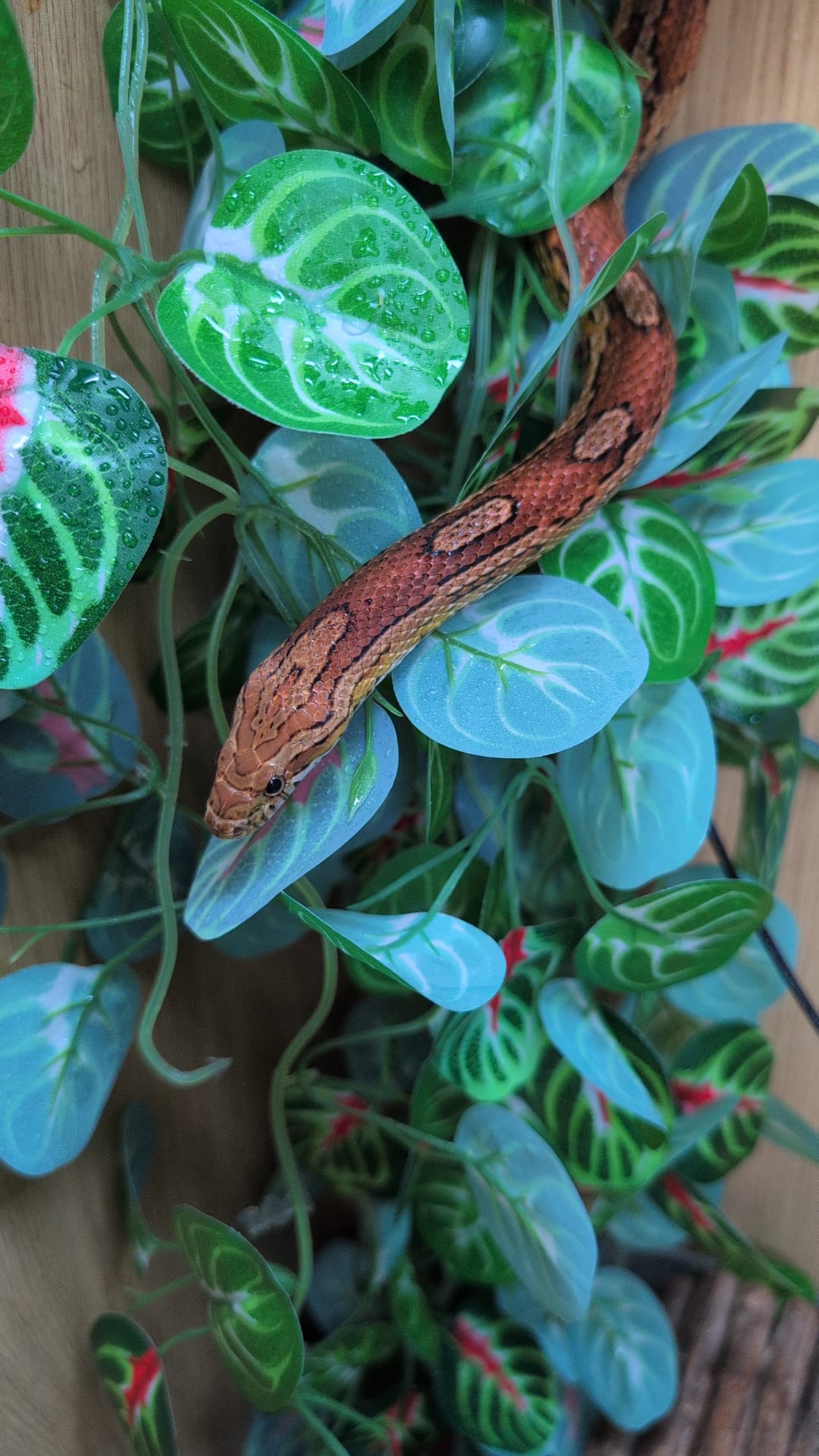'Mushroom' REHOMER CB Corn Snake