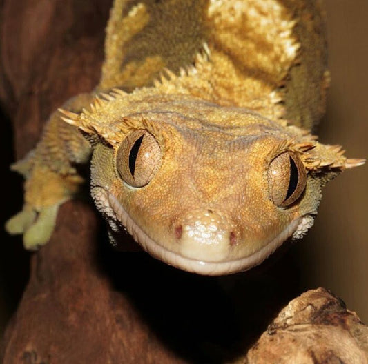 Crested Gecko/Arboreal Frog Kit