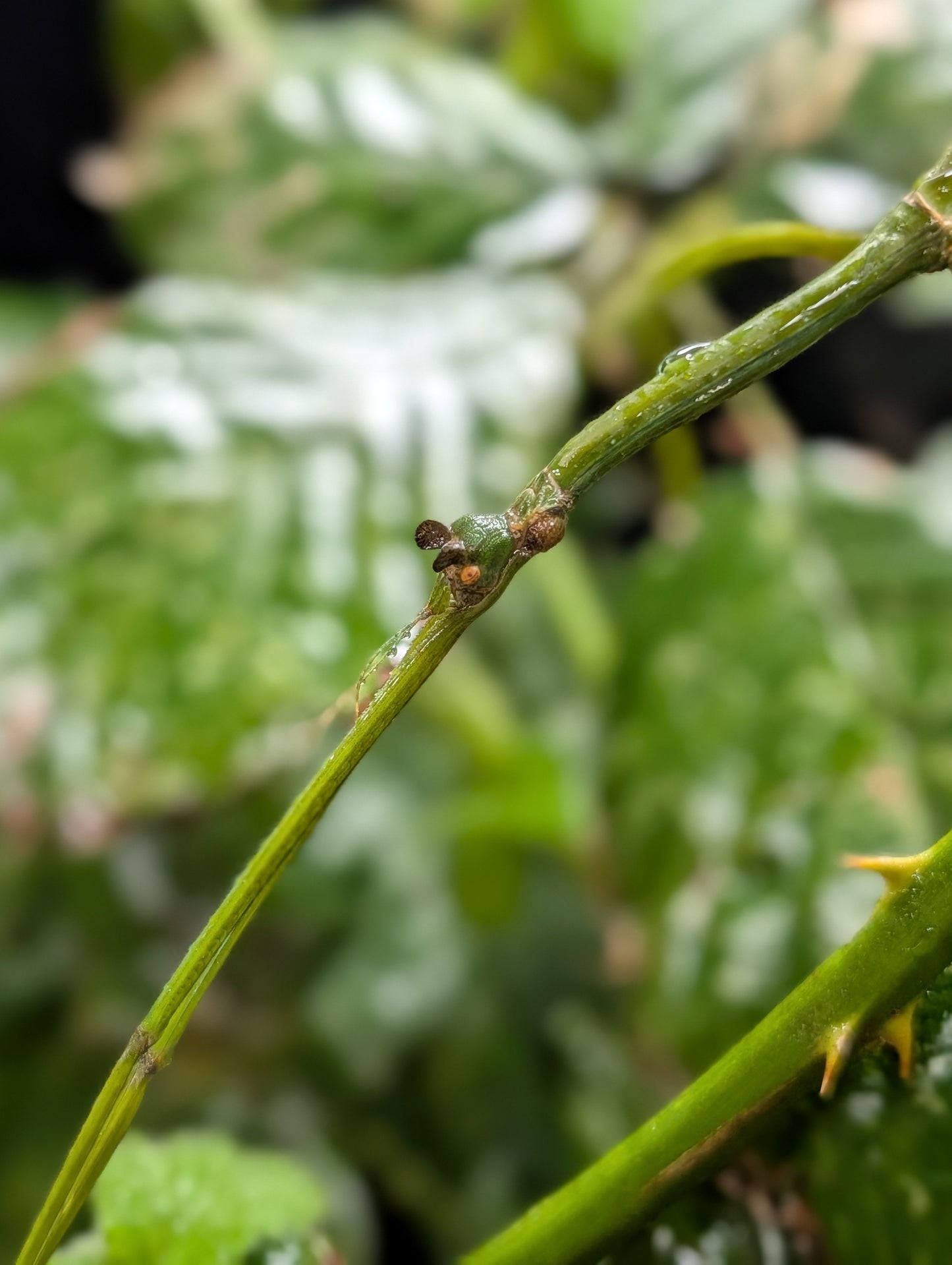 CB Tom's Stick Insect - Ramulus nematodes