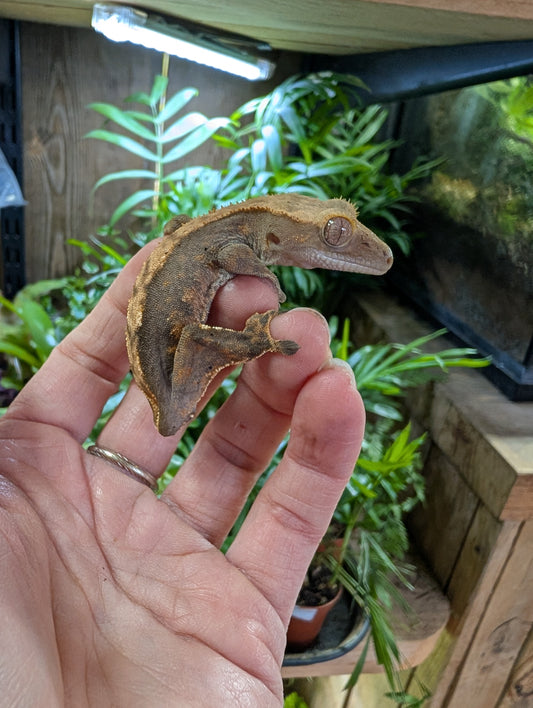 Rehomer CB25 Crested Gecko