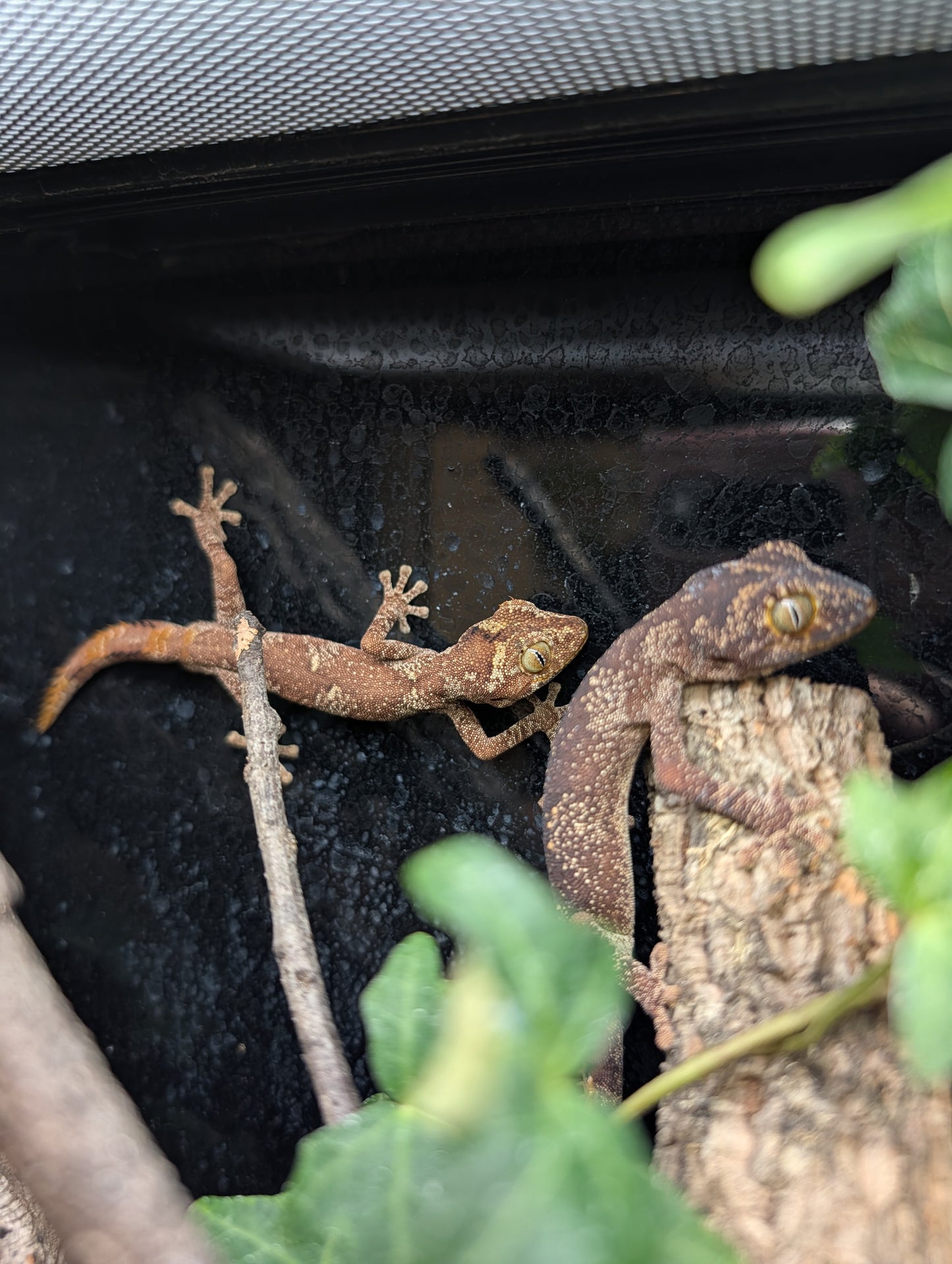 CB23 Northern spiny-tailed gecko 1.1 Pair