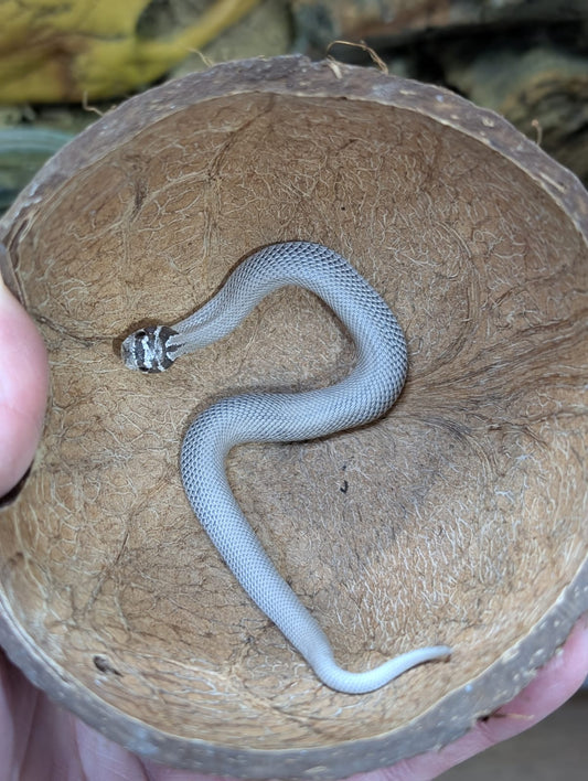 Western Hognose Axanthic Superconda 66% het Albino- Heterodon nasicus (MALE)