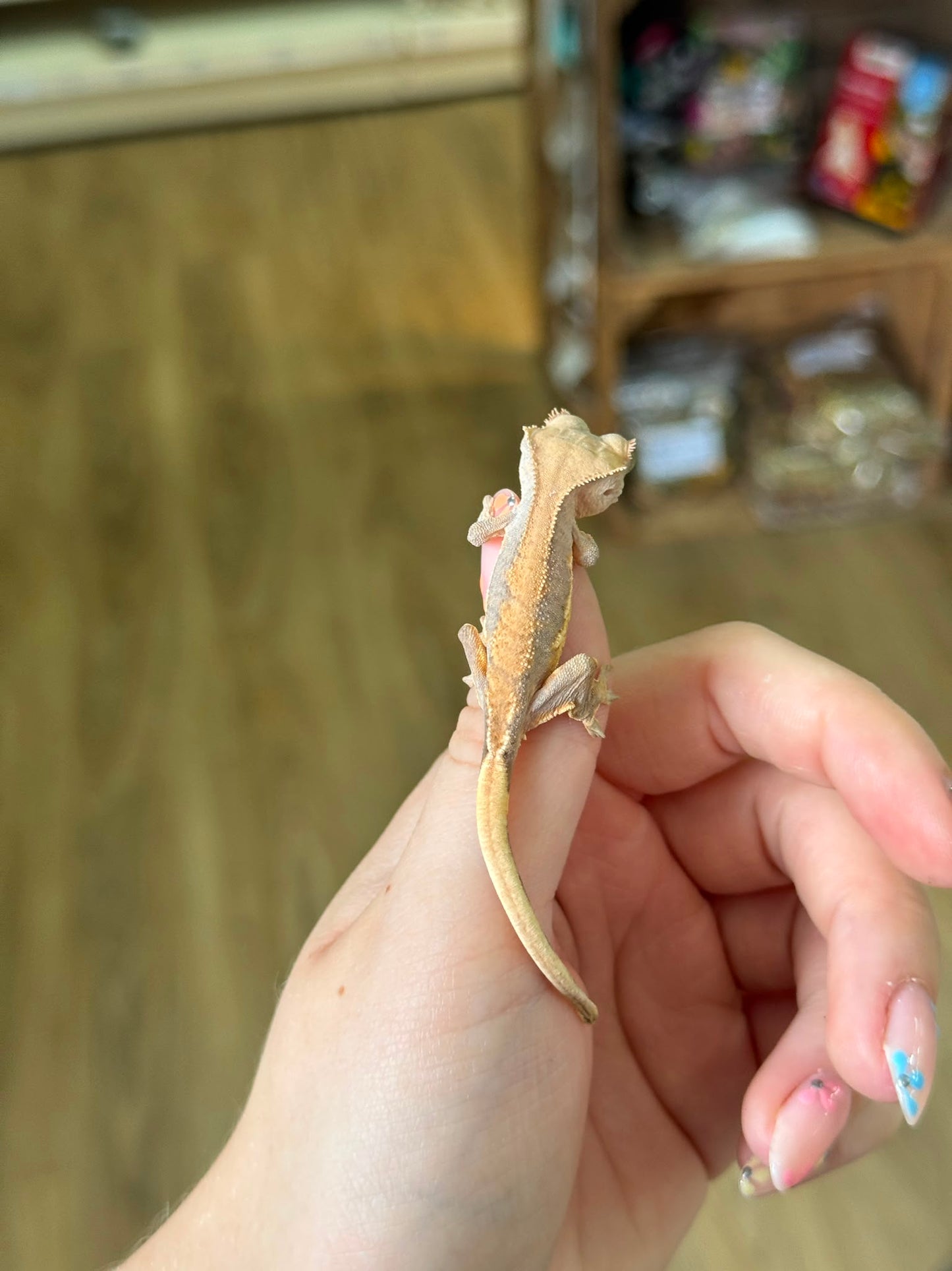 CB26 Lily White Crested Gecko (Correlophus ciliatus)