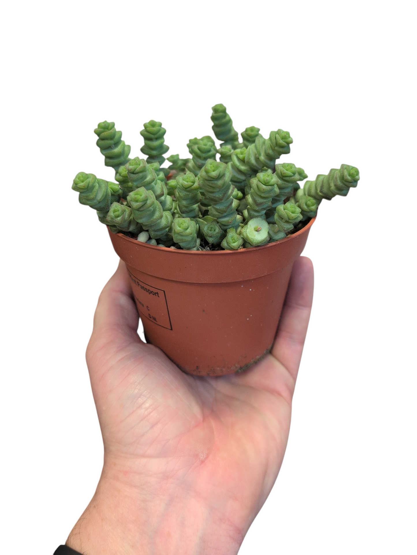 Crassula marnieriana