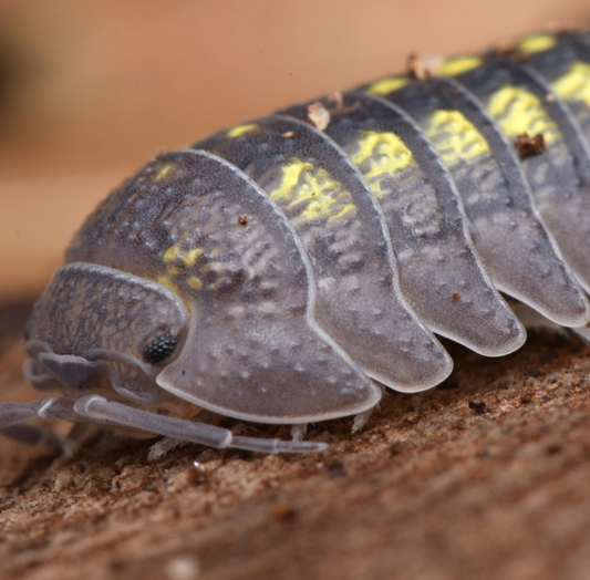 CB Granulated Isopods "Armadillidium granulatum" x10