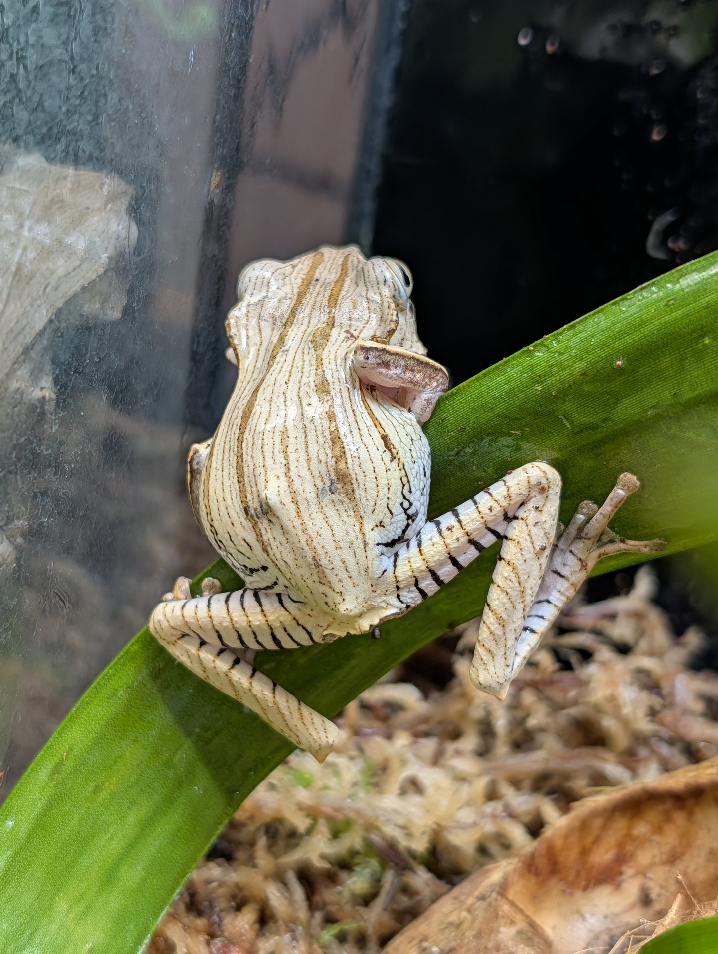 File Eared Tree Frog