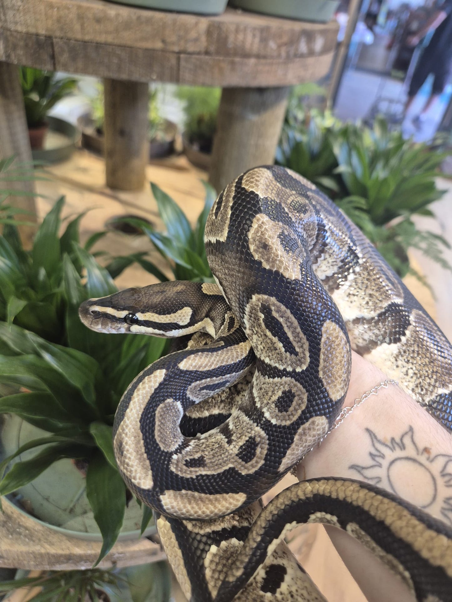 'Egg' REHOMER CB Royal Python