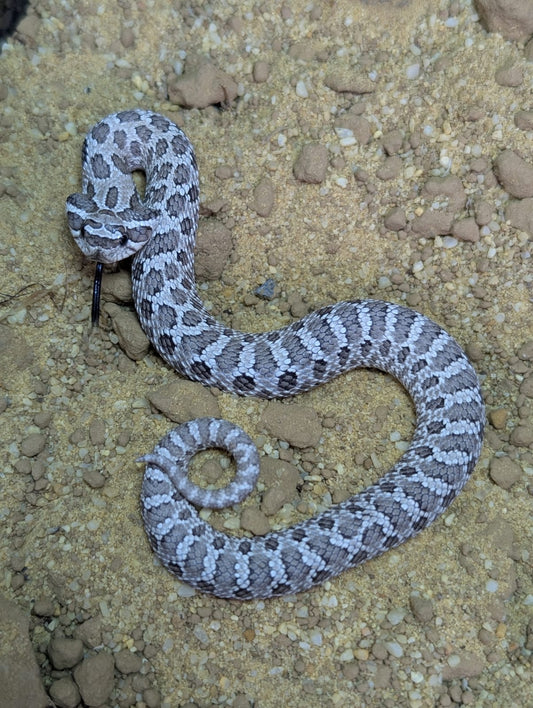 Western Hognose Axanthic 66%het Albino- Heterodon nasicus (UNSEXED)