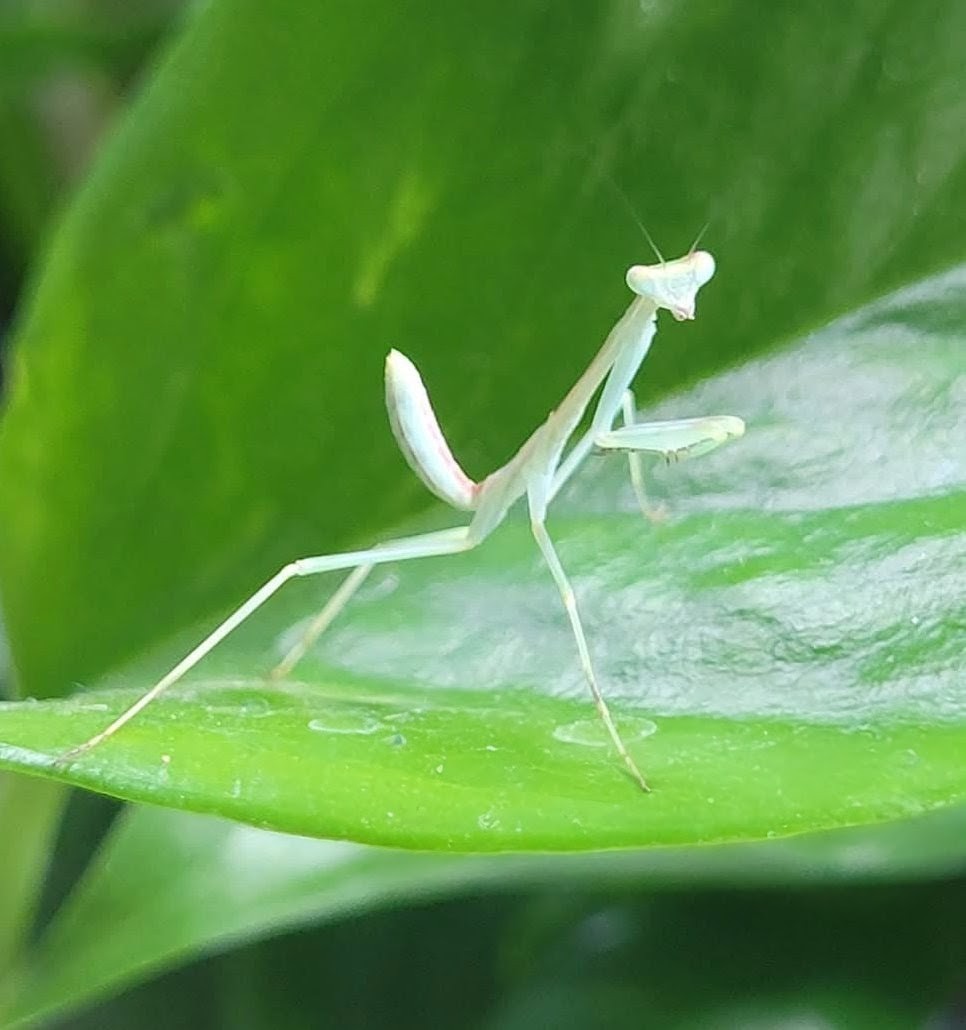 Mantis/Stick Insect Kit – Riverview Reptiles