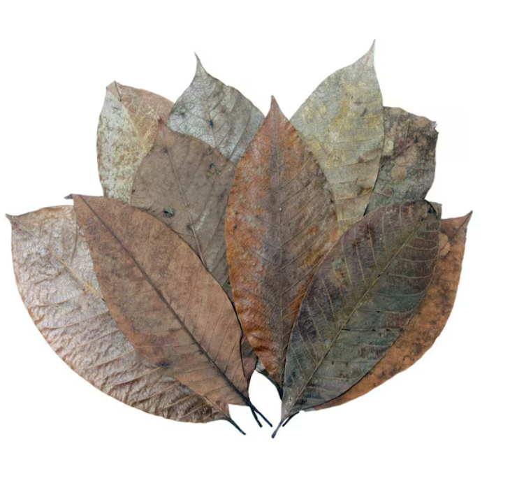 HabiStat Leaves Rubber Leaves x 10