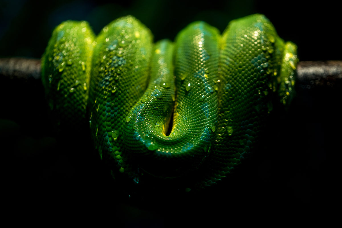 Riverview Reptiles- Reptile Store Leicestershire